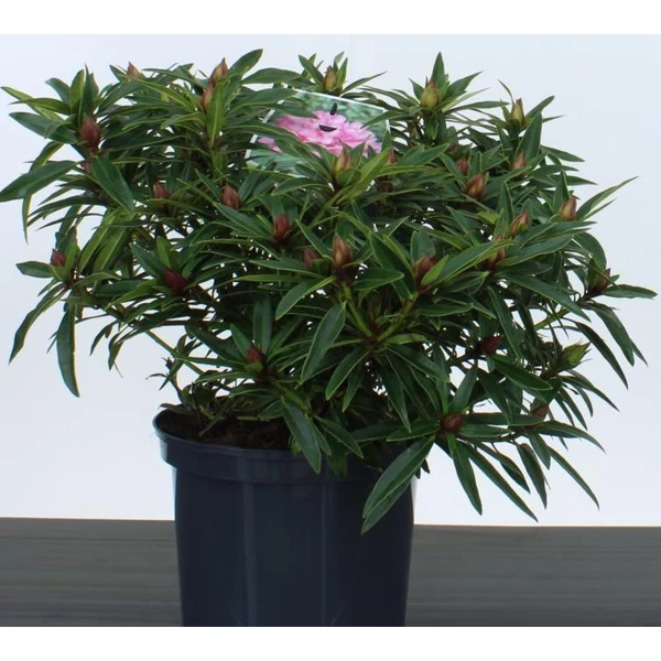 Havasszépe    RHODODENDRON GRAZIELLA 30/40 K5