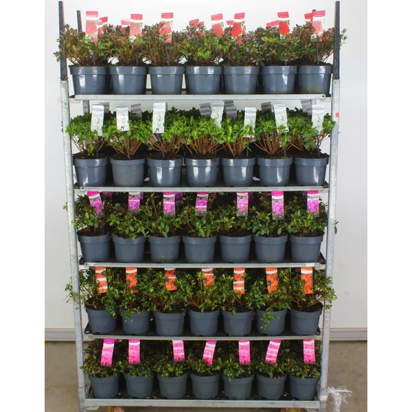 Japán azálea   AZALEA JAPONICA 20/30 K3