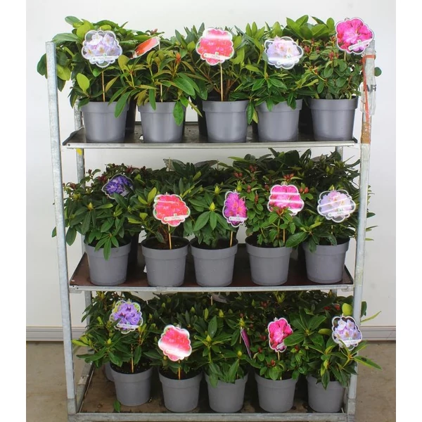 Havasszépe    RHODODENDRON MIX 40/45 K5