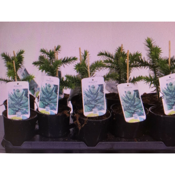 Chilei fenyő   ARAUCARIA ARAUCANA 15/20 K1