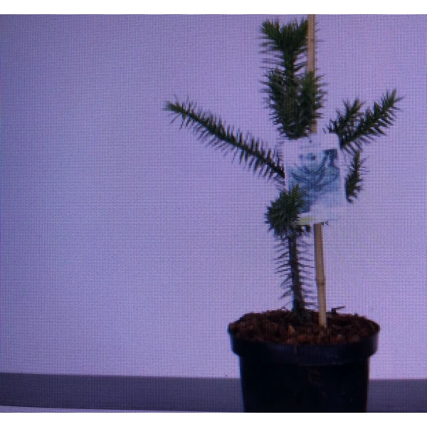 Chilei fenyő   ARAUCARIA ARAUCANA 35/40 K3
