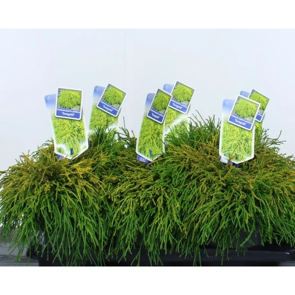 Aranyszínű szavára hamisciprus CHAMAECYPARIS PISIFERA SUNGOLD 20/25 CS17