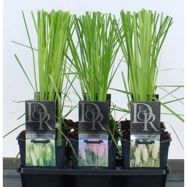 PampafűCORTADERIA SELLOANA MIX K2