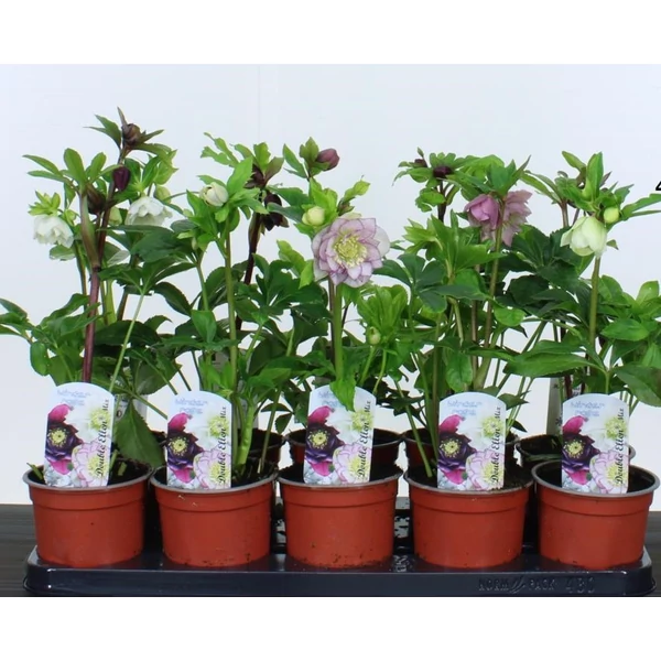 Keleti hunyor HELLEBORUS ORIENTALIS DOUBLE ELLEN 35/45 CS12