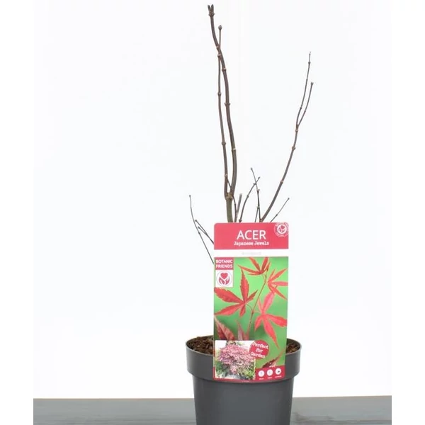 Japán juhar   ACER PALMATUM BLOODGOOD 50/60 K3