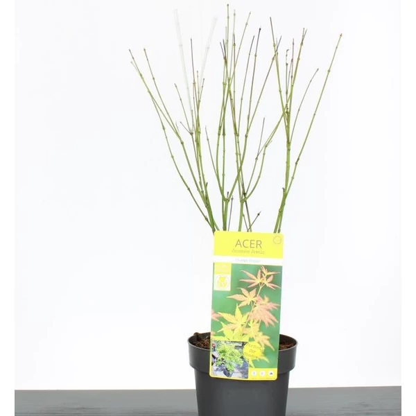 Japán juhar ACER PALMATUM ORANGE DREAM 50/60 K3