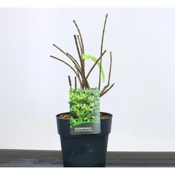 Szárnyas kecskerágó EUONYMUS ALATUS BLADE RUNNER 30/+ K10