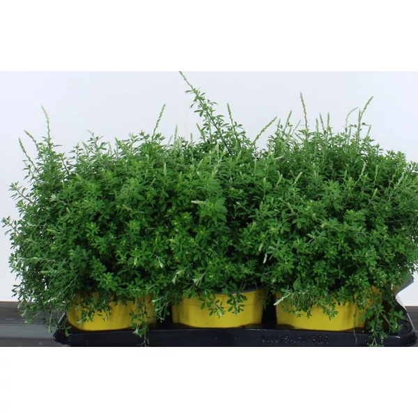 Lapickás rekettyeGENISTA SPACHIANA 20/25 CS17