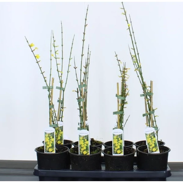 Téli jázmin   JASMINUM NUDIFLORUM 25/30 CS14