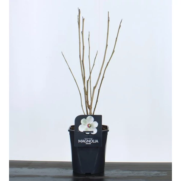 Kisvirágú liliomfaMAGNOLIA SIEBOLDII 50/60 K4,5