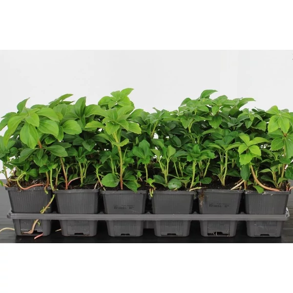 Japán kövérkePACHYSANDRA TERMINALIS CS9