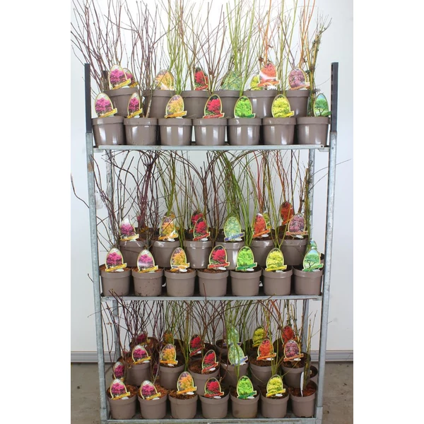 Japán juhar   ACER PALMATUM FAJTÁK 60/70 CS20