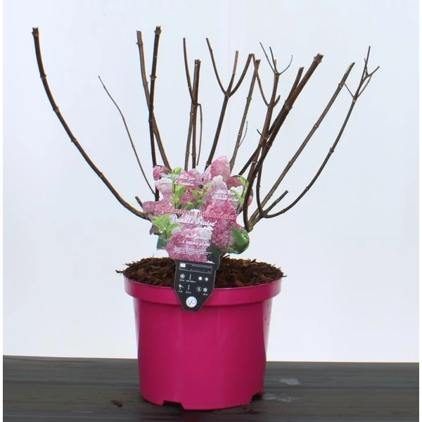 Bugás hortenzia  HYDRANGEA PANICULATA VANILLE FRAISE 30/35 K5