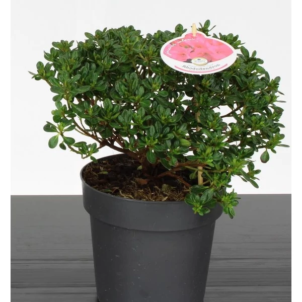 Japán azálea   AZALEA JAPONICA ANOUK 25/30 CS17