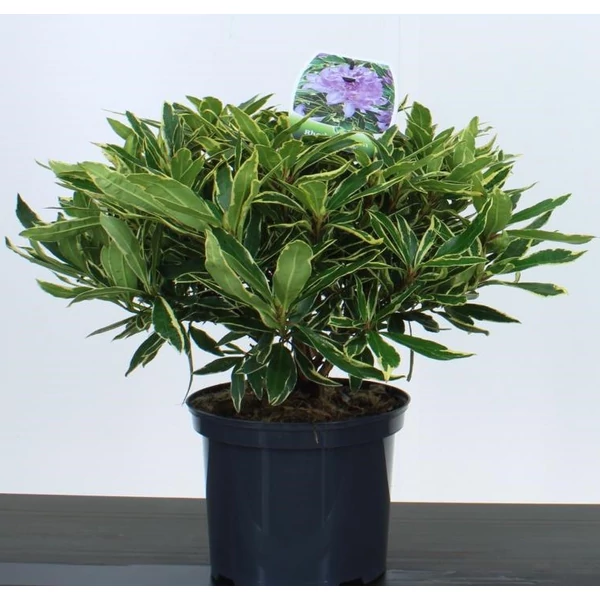 Havasszépe    RHODODENDRON VARIEGATUM 40CM K5