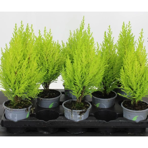 Arany monterey ciprusCUPRESSUS MACROCARPA WILMA 30/35 CS11