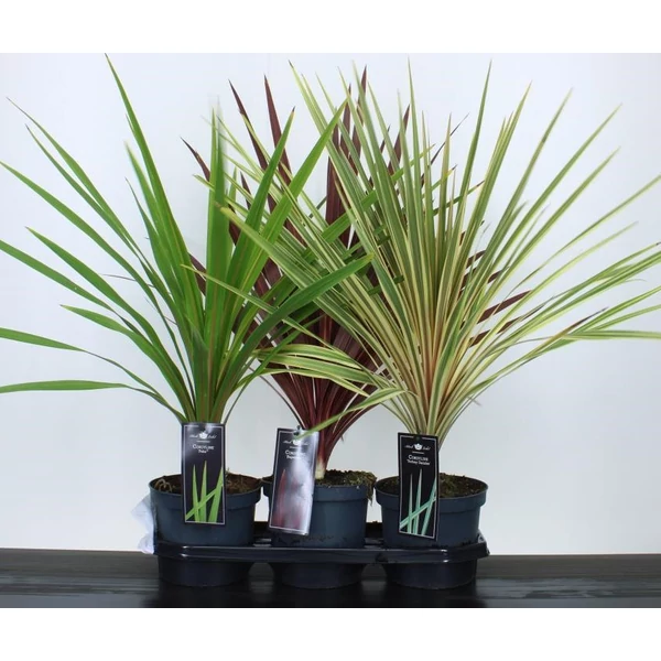 bunkóliliom CORDYLINE FAJTÁK 60CM CS19