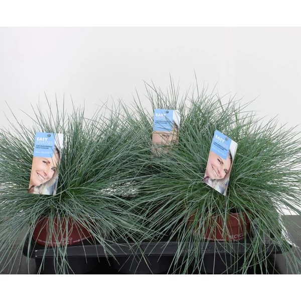 Fényperje  FESTUCA GLAUCA INTENS BLUE 35/45 K2