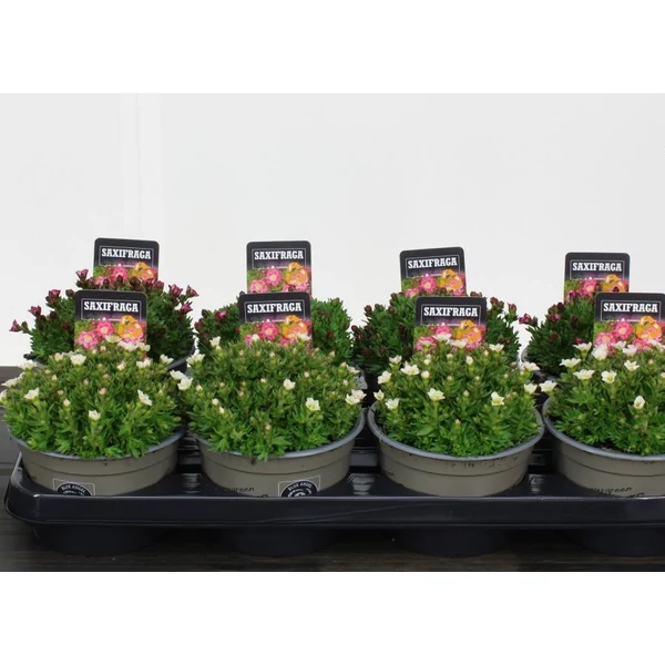 Kőtörőfű MIX SAXIFRAGA MIX CS14
