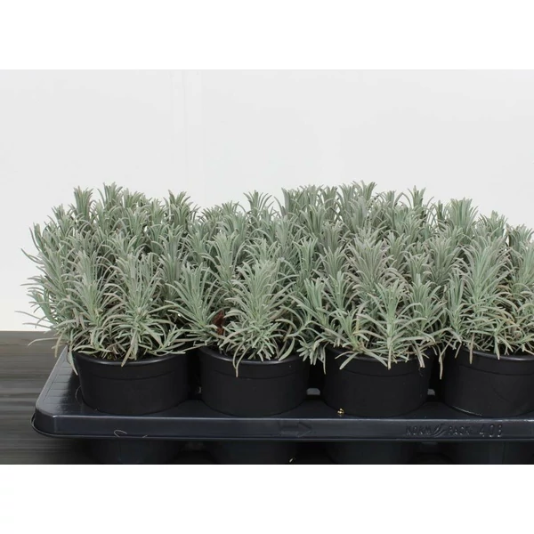 Francia levendula LAVANDULA INTERMEDIA GROSSO 12/15 CS14