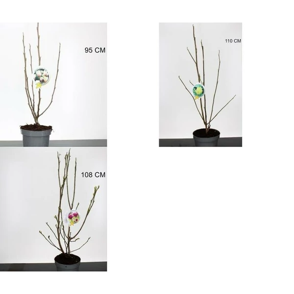 Liliomfa   MAGNOLIA FAJTÁK 60/80 K5