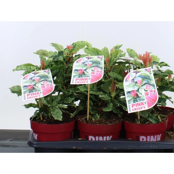 Örökzöld korallberkenye  PHOTINIA SERRATIFOLIA PINK CRISPS 20/30 K2
