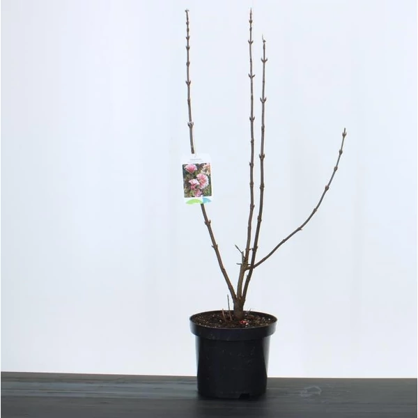 Kikeleti bangitaVIBURNUM BODNANTENSE DAWN 50/60 K4