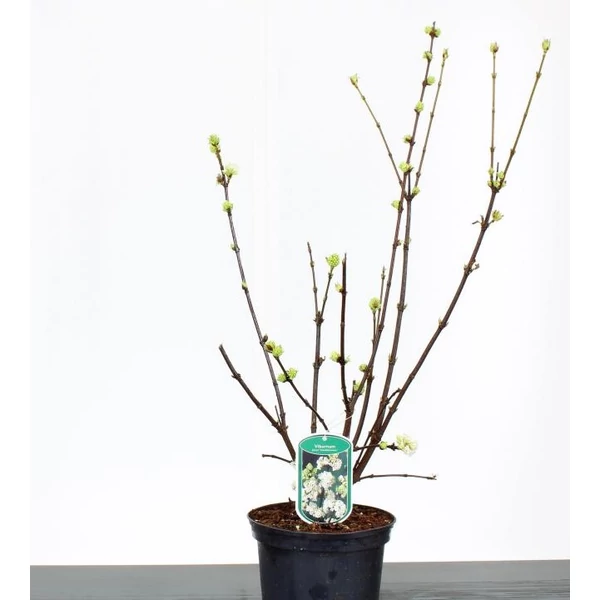 Korai BangitaVIBURNUM FARERRI CANDIDISSIMUM 40/60 K3