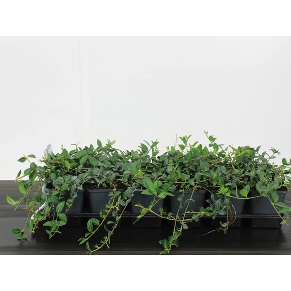 Kis meténg   VINCA MINOR 12/15 CS9