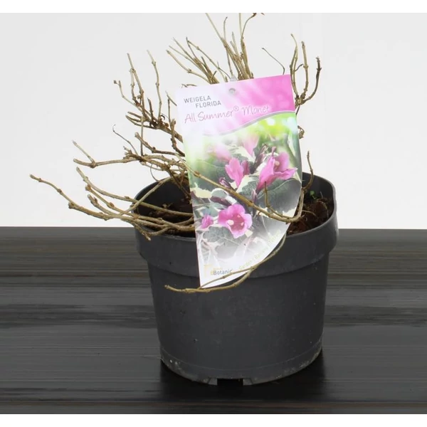 Rózsalonc    WEIGELA FLORIDA ALL SUMMER MONET 25/30 K3