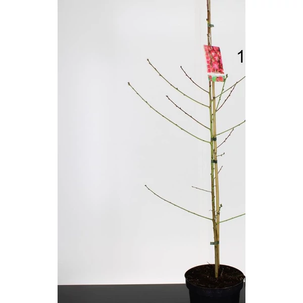 Melred őszibarack PRUNUS PERSICA MELRED 100/125 K5