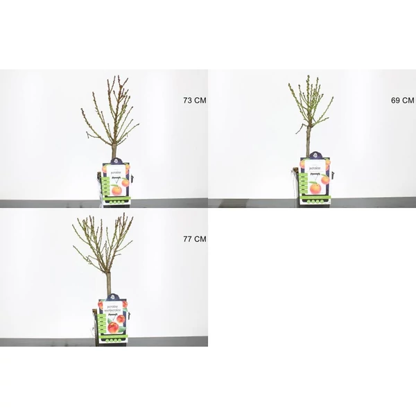 Nektarin PRUNUS PERSICA NUCIPERSICA 70/80 CS23