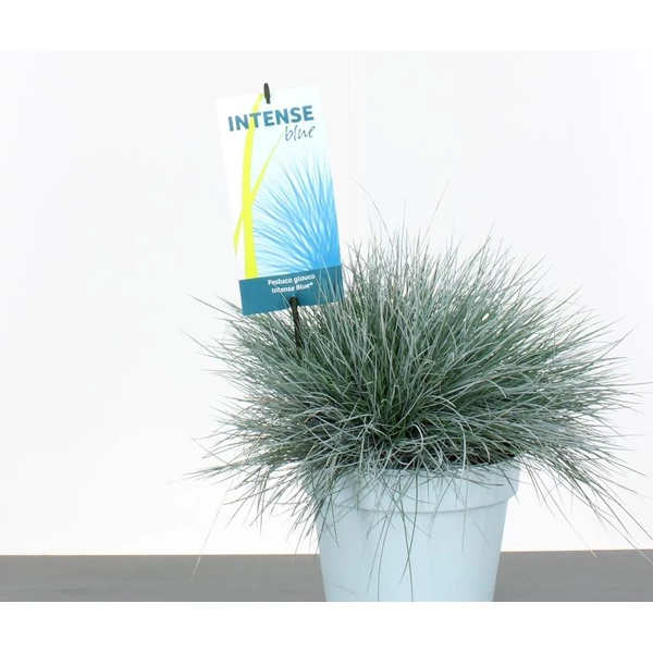 Fényperje FESTUCA GLAUCA INTENS BLUE 40/45 CS23