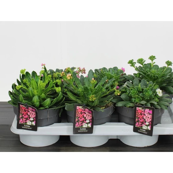 Változékony dohánygyökér LEWISIA COTYLEDON MOUNTAIN DREAMS 30CM CS17