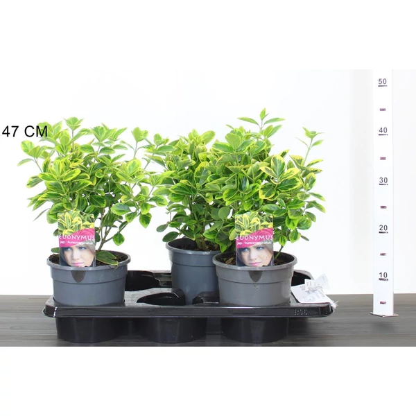 Japán kecskerágó EUONYMUS JAPONICUS AUREOMARGINATUS 25/30 K2,5