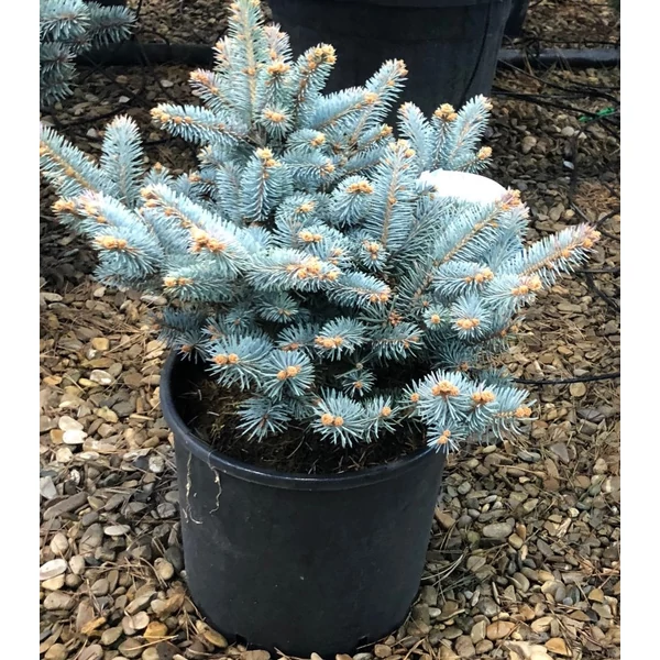 Gömb ezüstfenyő   PICEA PUNGENS GLAUCA GLOBOSA 30/35 K8