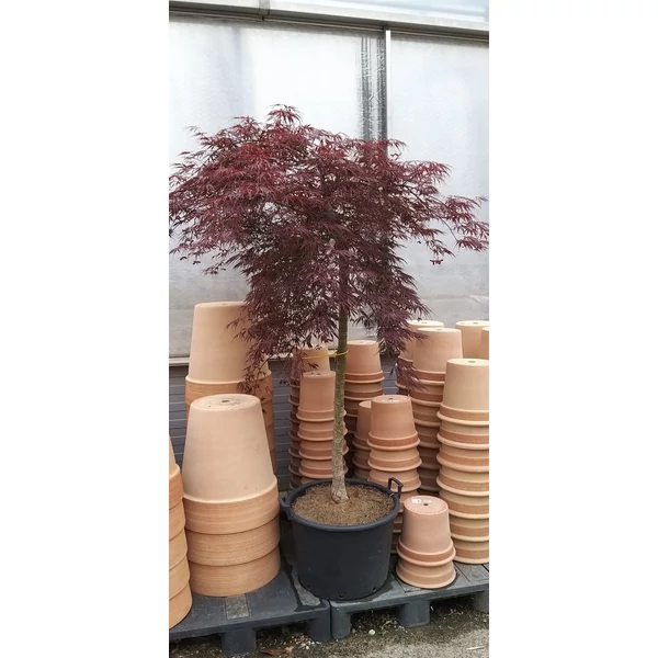 Japán juhar ACER PALMATUM DISSECTUM INABA SHIDARE