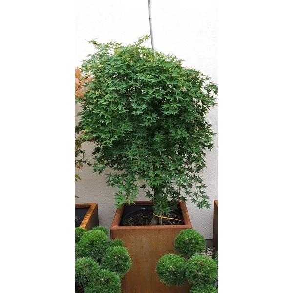 Japán juhar ACER PALMATUM RYUSEN K50