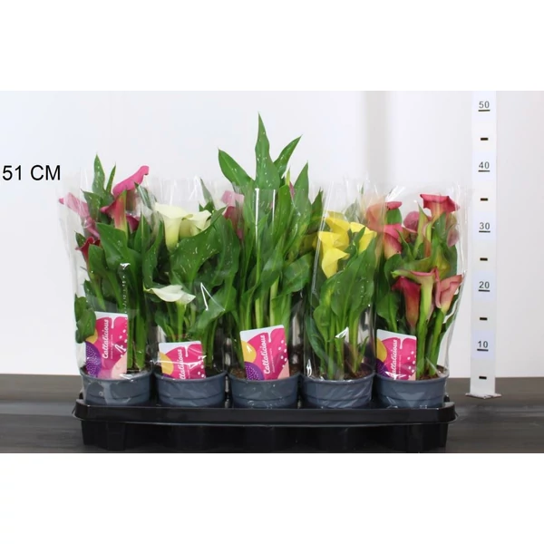 KálaZANTEDESCHIA MIX CS12