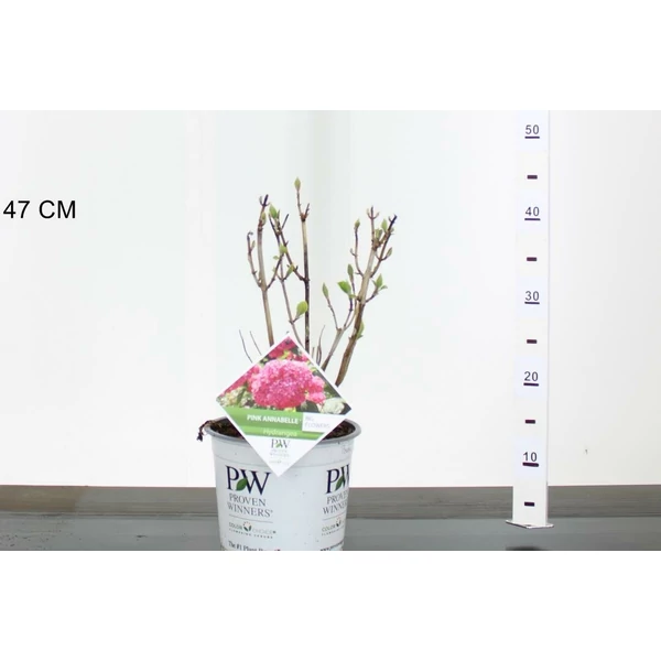 Cserjés hortenzia   HYDRANGEA ARBORESCENS PINK ANNABELLE 30/40 K3