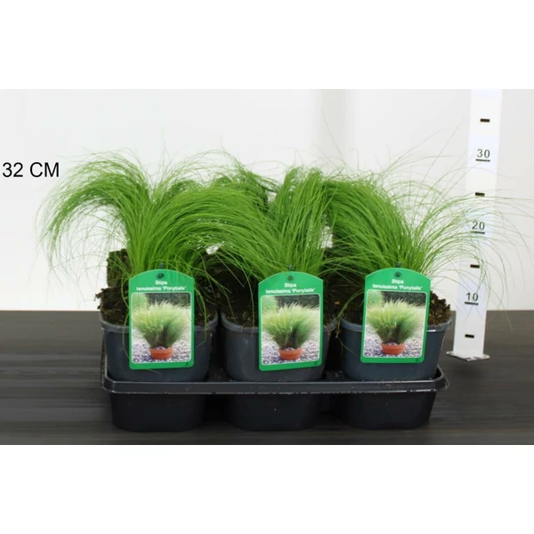 Árvalányhaj STIPA TENUISSIMA PONY TAILS K2