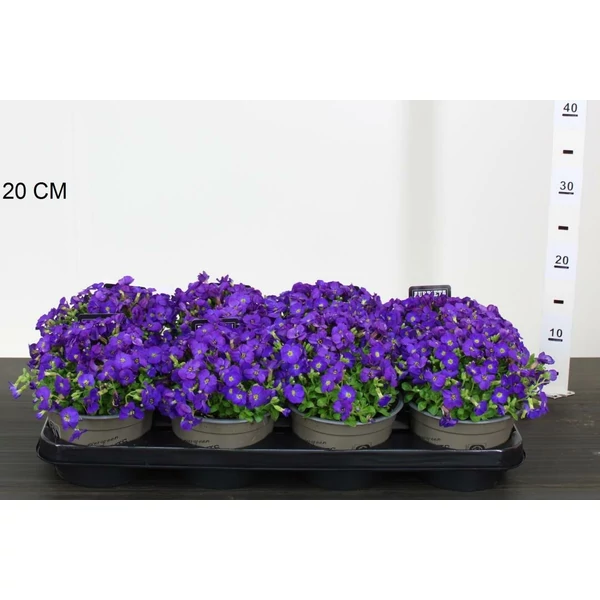 Apró pázsitviola AUBRIETA GRACILIS KITTE BLUE CS14