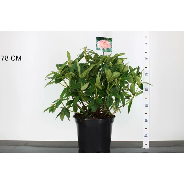 Havasszépe    RHODODENDRON PERCY WISEMAN 40CM K10
