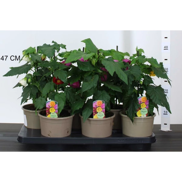Selyemmályva ABUTILON 45CM CS15