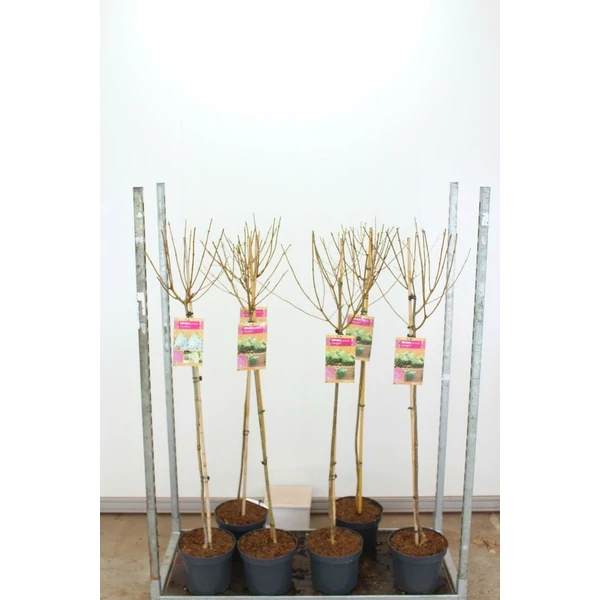 Bugás hortenzia   HYDRANGEA PANICULATA T90 K7,5