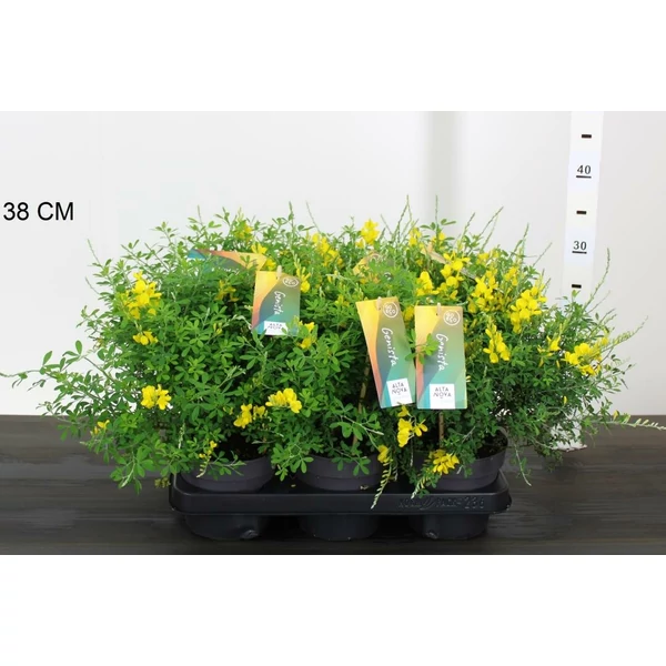Lapickás rekettyeGENISTA HISPANICA CS13