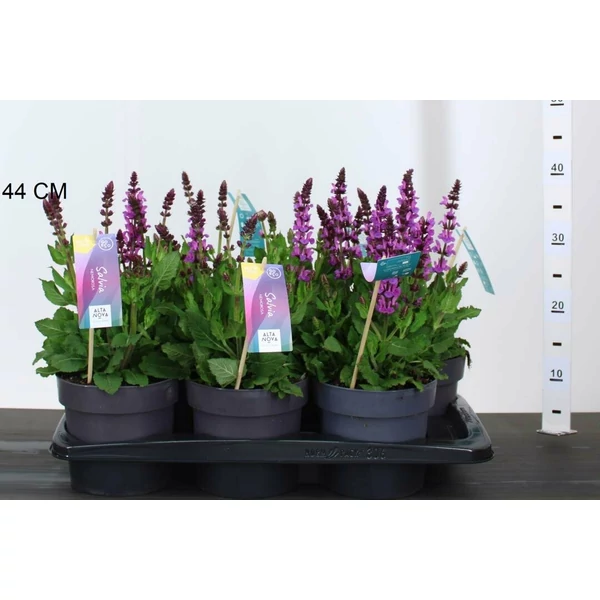 Ligeti zsálya SALVIA NEMOROSA ROSE MARVEL CS17