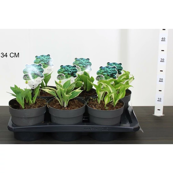 Árnyékliliom HOSTA FAJTÁK CS17