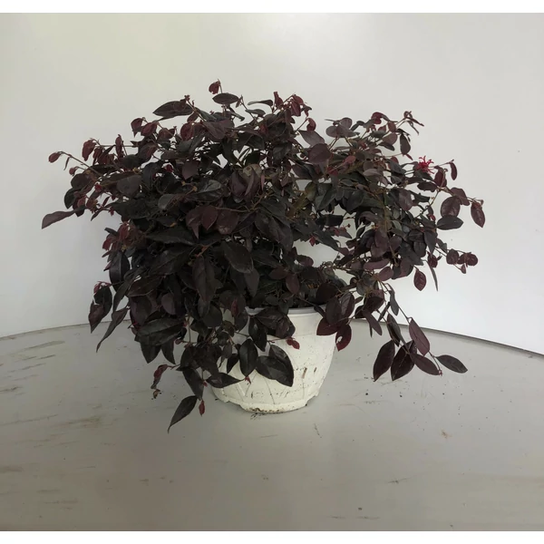 Kínai rojtosvirág LOROPETALUM CHINENSE BLACK PEARL KASZTÓS KASPÓBAN K3
