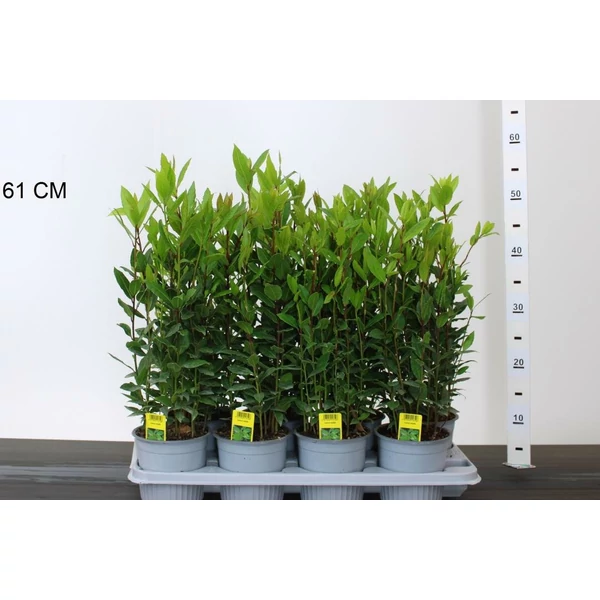 Fűszerbabér LAURUS NOBILIS cs14